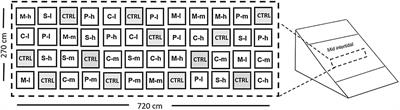 Intertidal Seaweeds Modulate a Contrasting Response in Understory Seaweed and Microphytobenthic Early Recruitment